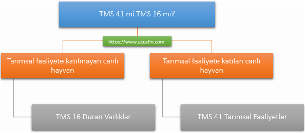 Karar şeması, TMS 41 mi TMS 16 mı: tarımsal faaliyete katılmayan canlı hayvan TMS 16 Duran Varlıklar, tarımsal faaliyete katılan canlı hayvan TMS 41 Tarımsal Faaliyetler