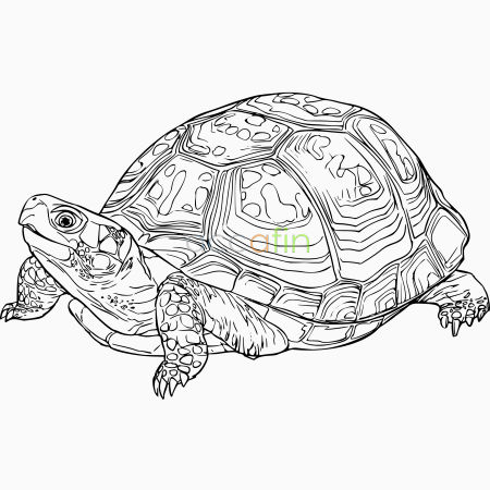kaplumbağa_yatırımcı_profili