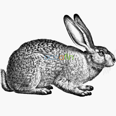 tavşan_yatırımcı_profili